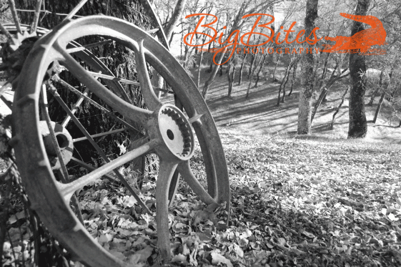 wheel-and-leaves-black-and-