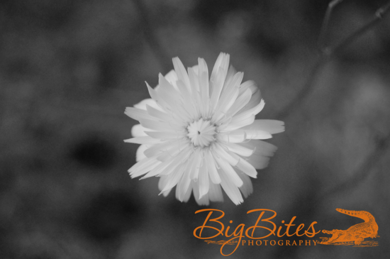 yellow-flower-b-and-w-Big-Bites-Photography