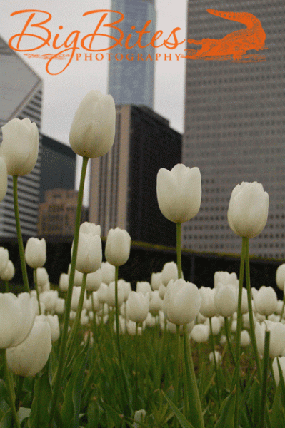 Tulips-in-city