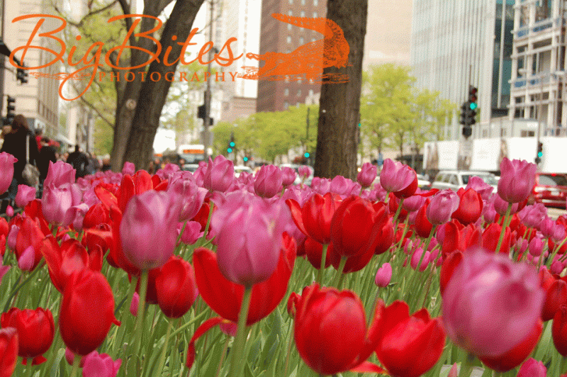 tulips-in-the-city