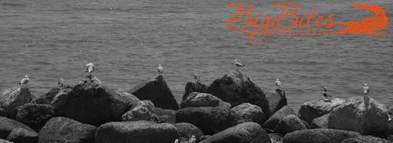 birds-1