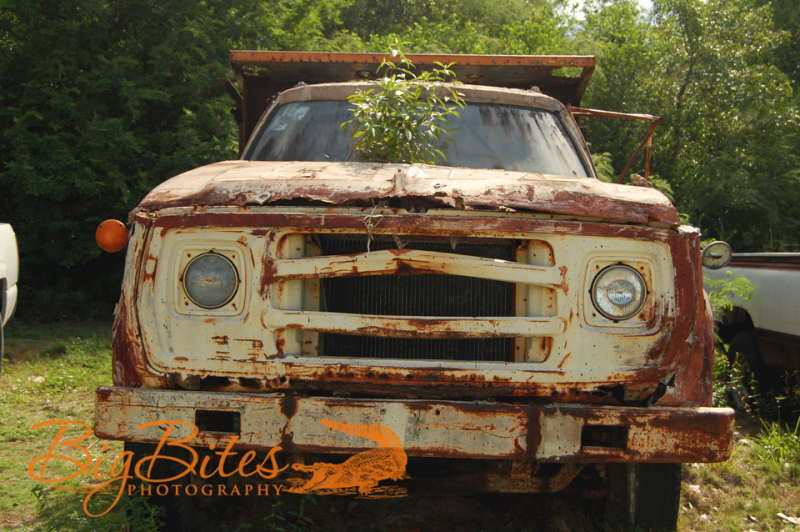 Truck-and-tree-Bahamas-Big-Bites-Photography