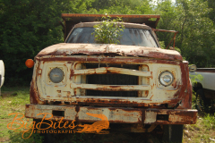 Truck-and-tree-Bahamas-Big-Bites-Photography