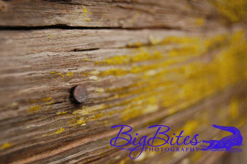 nail-moss-big-bites-photo