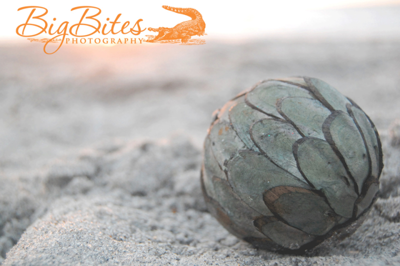 Green-Sphere-color-Florida-Beach-Big-Bites-Photography
