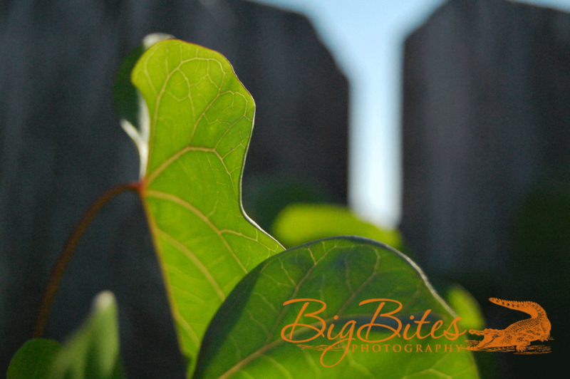 Leaf-and-Fence-Big-Bites-Photography