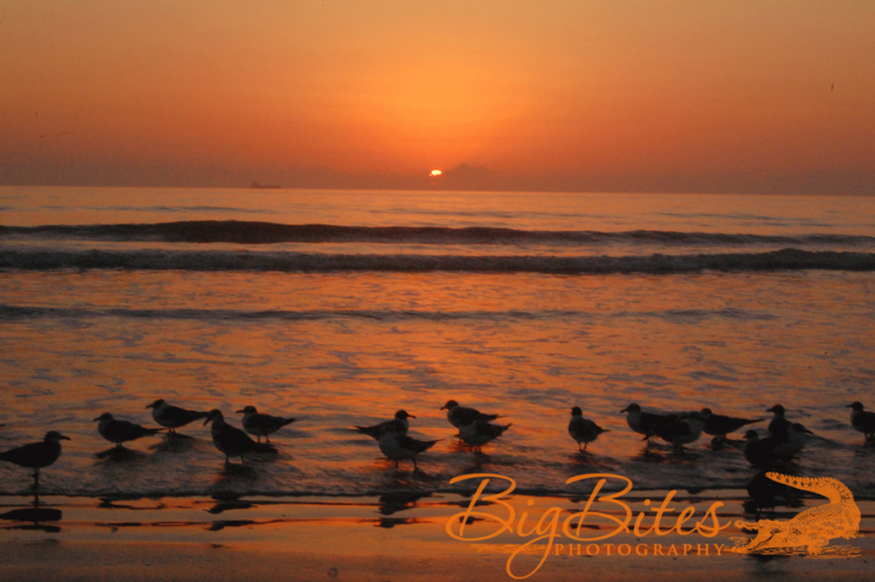Sunrise-color-Florida-Beach-Big-Bites-Photography