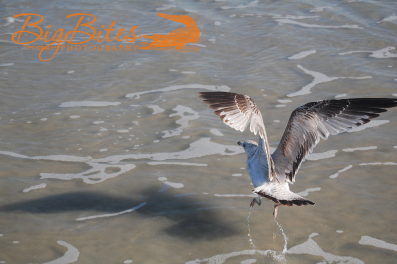 Yoga-bird-Seagull-on-Florida-Beach-Big-Bites-Photography