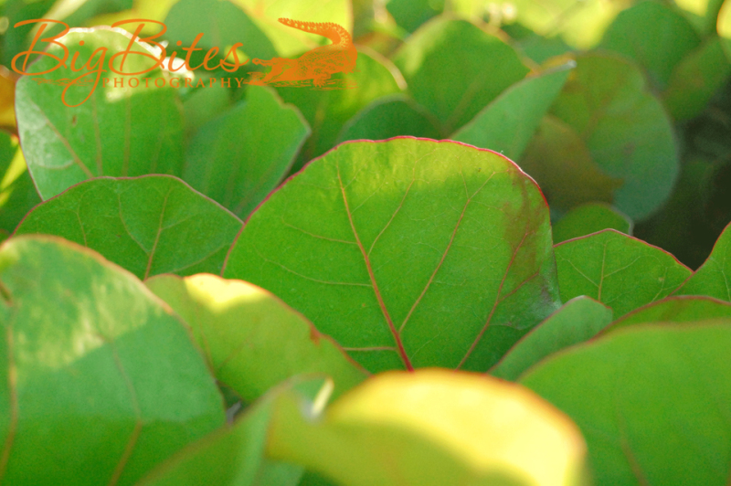 Beach-Leaves-Florida-Big-Bites-Photography