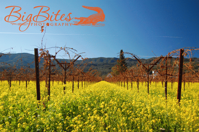 California-Mustard-1