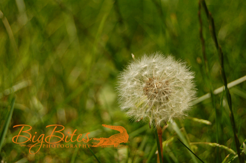 Make-a-Wish-color-Boston-Big-Bites-Photography