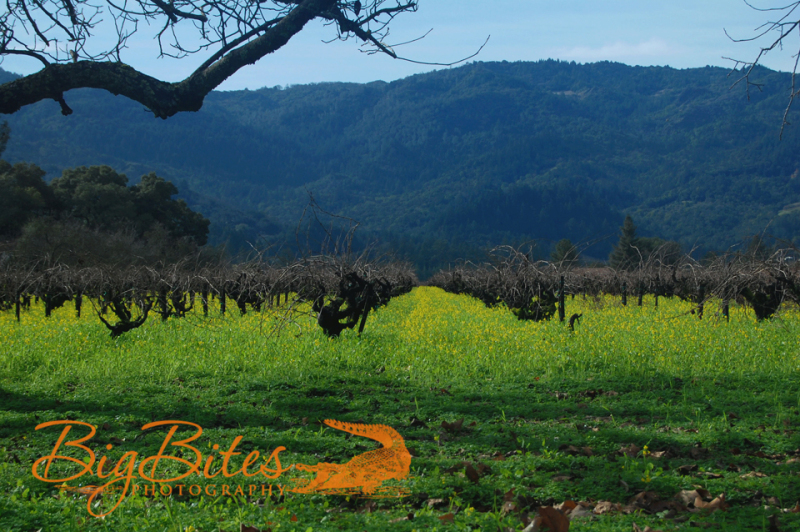 Mustard-Flowers-Napa-Valley-California-Big-Bites-Photography