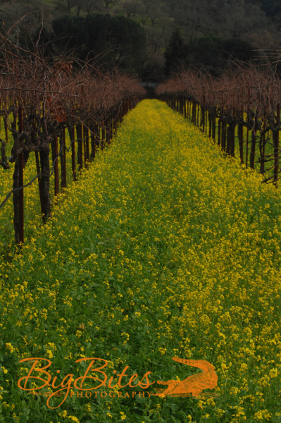 Napa-Vineyard-color-California-Big-Bites-Photography