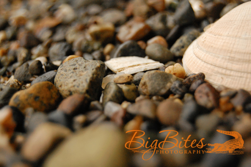Rocks-and-Shell-color-Big-Bites-Photography
