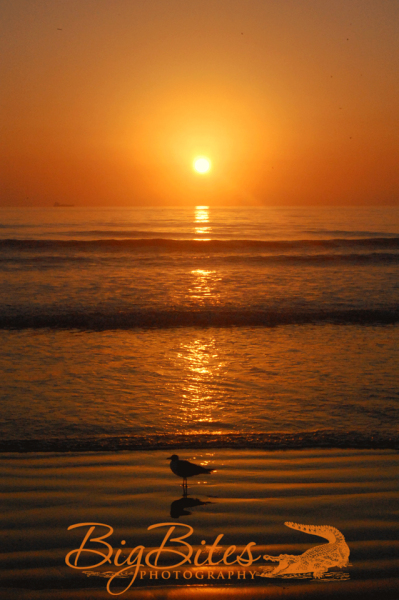 Sunrise-w-Standing-Bird-color-Florida-Beach-Big-Bites-Photography