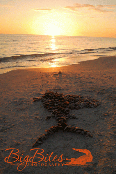 beach-shell-fish