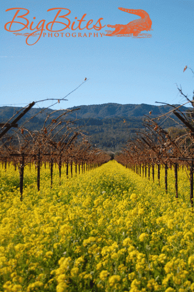 california-mustard-4