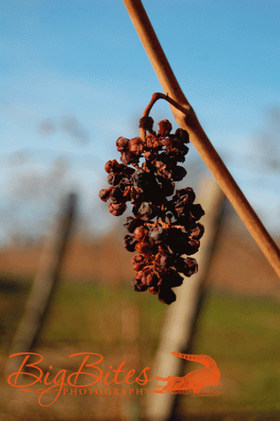 dried-grapes-big-bites-phot
