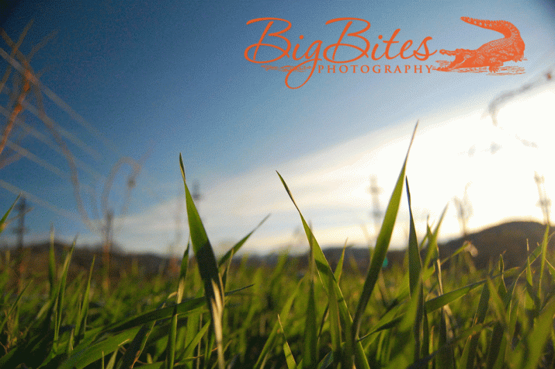 grass-big-bites-photography