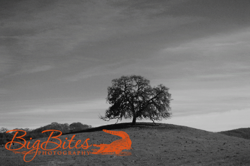 lone-tree-black-and-white-b