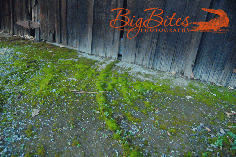 moss