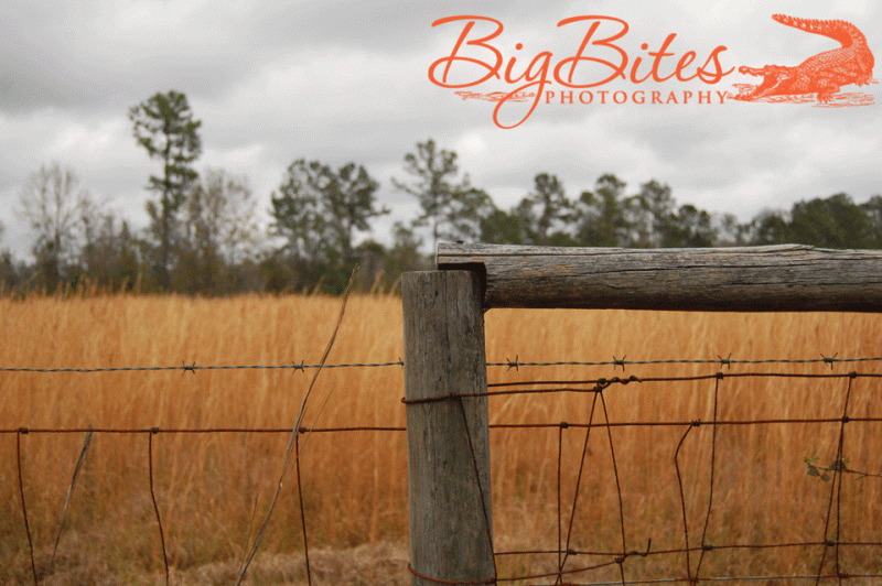 Fence-1