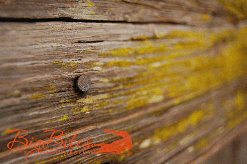 Moss-and-nail