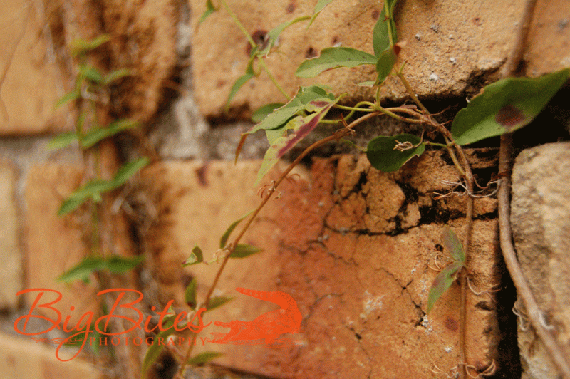 Vine-and-Brick-1