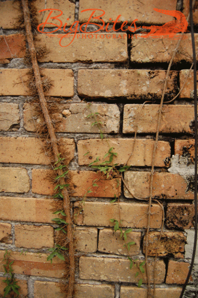 Vine-and-bricks