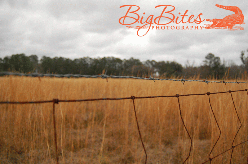 fence-3