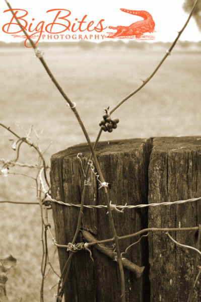 fence-berry