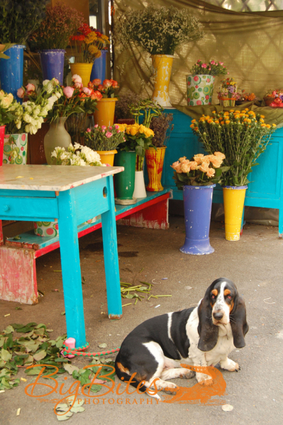 One-of-each-pleaseFlorence-Italy-Florist-and-Dog-Big-Bites-Photography