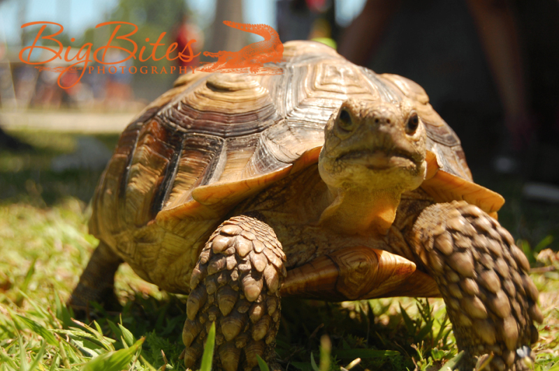 tortoise-moving-color-Big-Bites-Photography