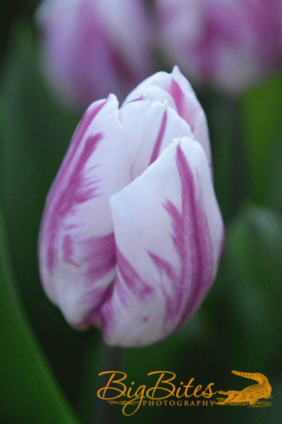 DSC_2764
