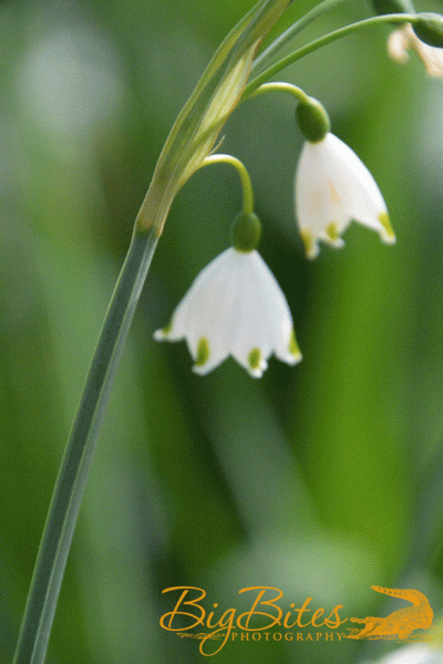 DSC_2807