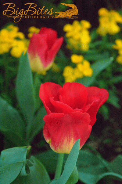 DSC_2933