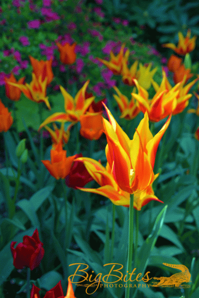 DSC_3257