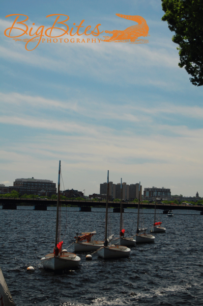 Boston-Boats-All-in-Line-Co