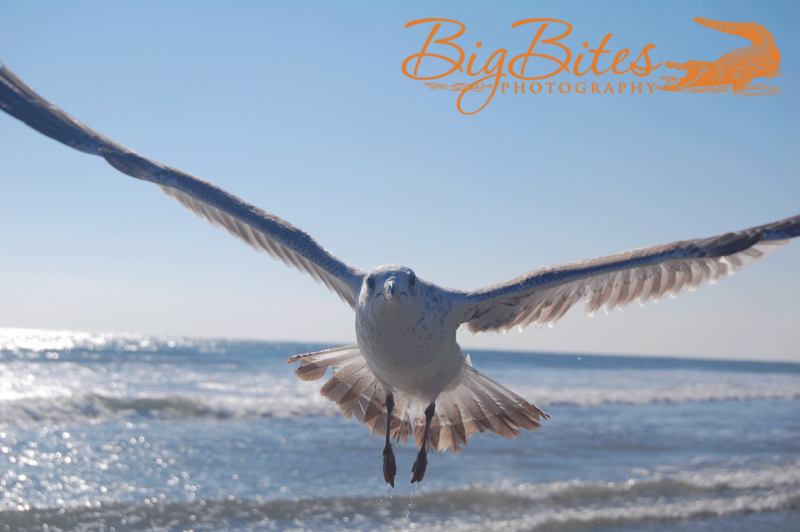 A-little-scary-color-Florida-Seagull-on-beach-Big-Bites-Photography
