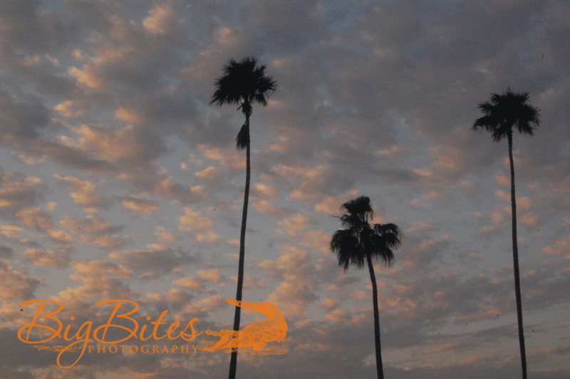 Aperture-Palms-and-Clouds-Tampa-Florida-Big-Bites-Photography