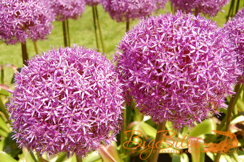 Bigger-than-your-head-Boston-Flowers-Big-Bites-Photography-color