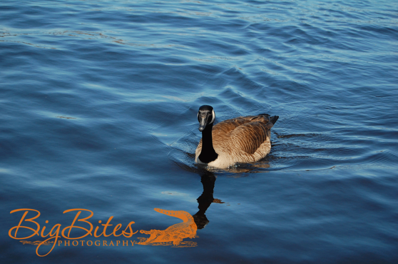 Boston-Bird-Big-Bites-Photography