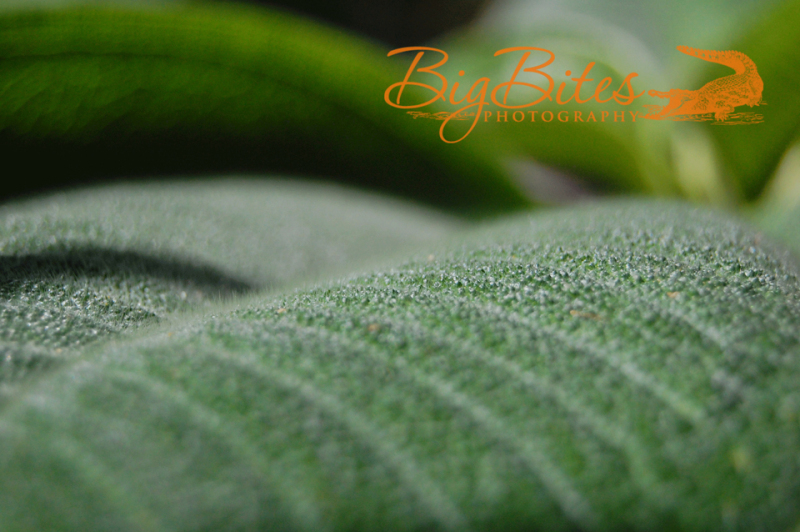 Butterfly-Leaf-color-Green-Big-Bites-Photography