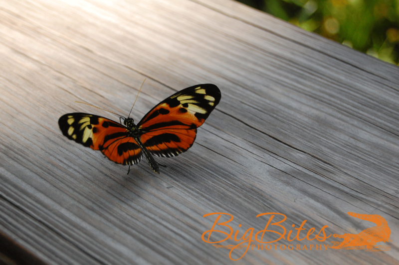 Butterfly-on-Wood-2-color-Big-Bites-Photography