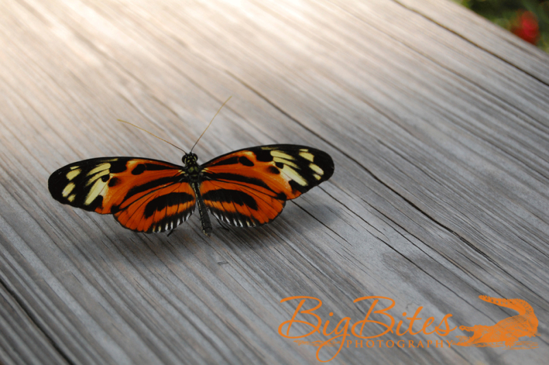 Butterfly-on-Wood-Big-Bites-Photography