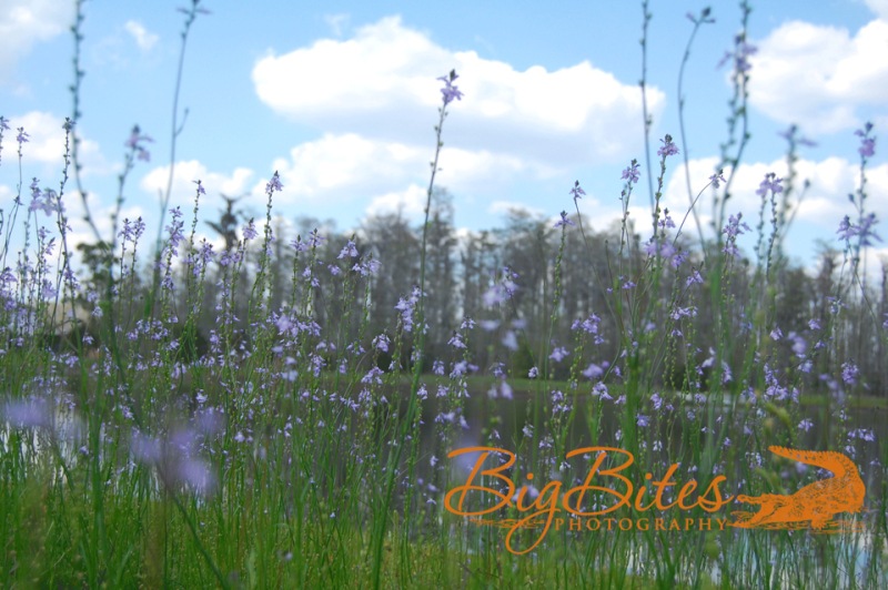 Clouds-and-Flowers-color-Big-Bites-Photography