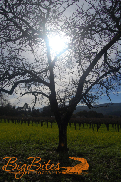 God-Saying-Hello-color-Napa-Valley-California-Big-Bites-Photography