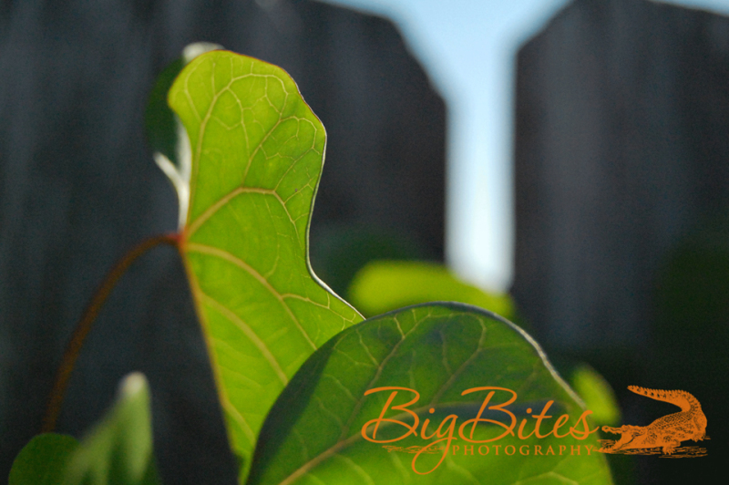 Leaf-and-Fence-Florida-Big-Bites-Photography