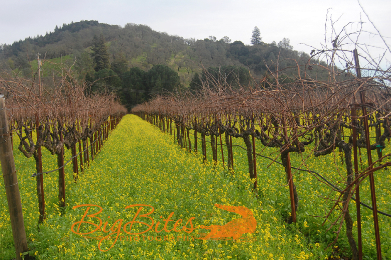 Mustard-Flowers-1-color-Napa-Valley-California-Big-Bites-Photography