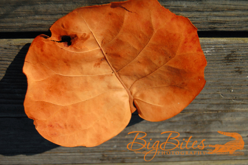 Orange-Leaf-Brown-Wood-Big-Bites-Photography